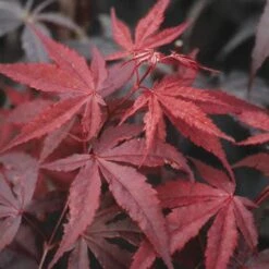 Japanse Esdoorn (Acer Palmatum 'Atropurpureum') -PlantenPracht Winkel acpatrop 9 1