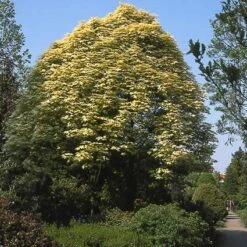 Bonte Bolesdoorn (Acer Pseudoplatanus 'Brilliantissimum') -PlantenPracht Winkel acpbrill 7