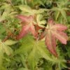Japanse Esdoorn (Acer Palmatum 'Katsura') -PlantenPracht Winkel acpkatsu 1