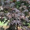 Japanse Esdoorn (Acer Palmatum 'Trompenburg') -PlantenPracht Winkel acptromp 5 1