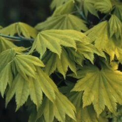Japanse Esdoorn (Acer Shirasawanum 'Aureum') -PlantenPracht Winkel acsaureu 8 1