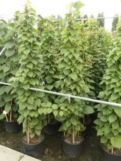 Sierkiwi (Actinidia Kolomikta) -PlantenPracht Winkel actinidia kolomikta 11 1