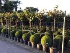 Kiwiplant Als Dakboom (Actinidia Chinensis) -PlantenPracht Winkel actinidia chinensis deliciosa dak