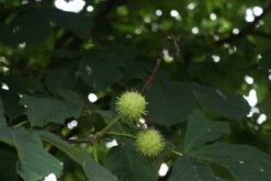 Paardenkastanje (Aesculus Hippocastanum 'Baumannii') -PlantenPracht Winkel aesculus hippocastanum 2