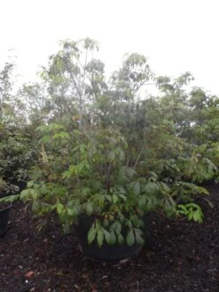 Herfstpaardenkastanje (Aesculus Parviflora) -PlantenPracht Winkel aesculus parviflora 175 200 250 c500