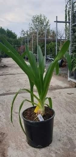 Afrikaanse Lelie (Agapanthus Umbellatus 'Albus') 4 Afrikaanse Lelie (Agapanthus Umbellatus 'Albus') - Afbeelding 2