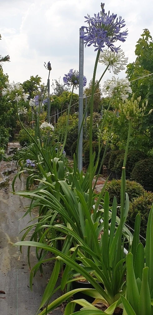 Afrikaanse Lelie (Agapanthus Umbellatus 'Ovatus') 5 Afrikaanse Lelie (Agapanthus Umbellatus 'Ovatus') - Afbeelding 3