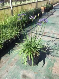 Afrikaanse Lelie (Agapanthus 'Blue Storm') -PlantenPracht Winkel agapanthus blue storm
