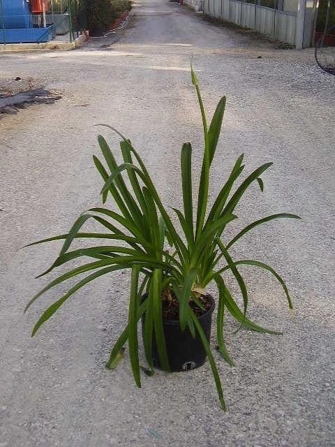 Afrikaanse Lelie (Agapanthus Umbellatus 'Ovatus') 6 Afrikaanse Lelie (Agapanthus Umbellatus 'Ovatus') - Afbeelding 4