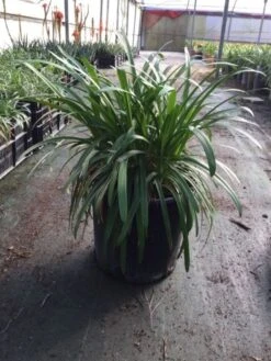 Afrikaanse Lelie (Agapanthus Africanus 'Silver Baby') -PlantenPracht Winkel agapanthusafricanus01 2
