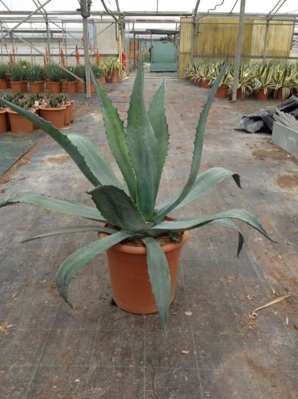Agave (Agave Americana) 9 Agave (Agave Americana) - Afbeelding 7