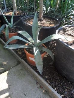 Agave (Agave Americana) 14 Agave (Agave Americana) -PlantenPracht Winkel agave americana c20 40 60