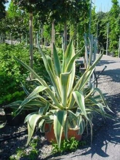 Agave (Agave Americana 'Variegata') -PlantenPracht Winkel agave americana variegata 4