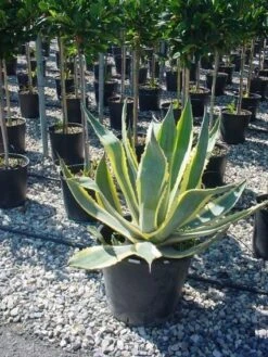 Agave (Agave Americana 'Variegata') -PlantenPracht Winkel agave americana variegata 4 1