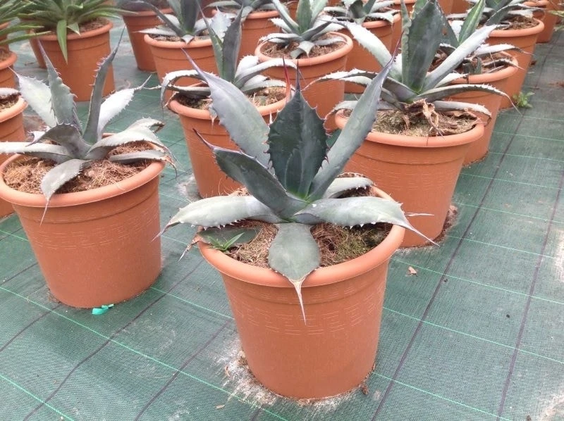 Agave (Agave 'Ferox') 4 Agave (Agave 'Ferox') - Afbeelding 2