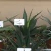 Winterharde Agave (Agave 'Gentryi Jaws') -PlantenPracht Winkel agave gentryi jaws
