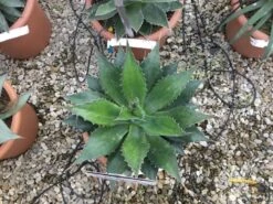 Winterharde Agave (Agave Montana) -PlantenPracht Winkel agave montana