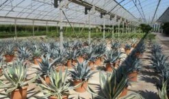 Winterharde Agave (Agave Montana) -PlantenPracht Winkel agave montana 2