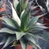 Winterharde Agave (Agave Montana) -PlantenPracht Winkel agave montana c12