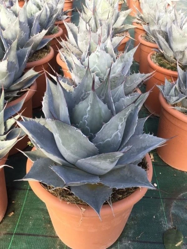 Winterharde Agave (Agave Parrasana) 3 Winterharde Agave (Agave Parrasana)