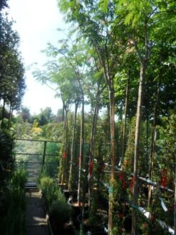 Perzische Slaapboom (Albizia Julibrissin) -PlantenPracht Winkel albizia julibrissin 8 10 12ho cont