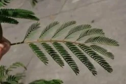 Perzische Slaapboom Als Struik (Albizia Julibrissin) -PlantenPracht Winkel albizia julibrissin blad 2