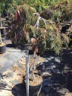 Perzische Slaapboom Als Halfstam (Albizia 'Chocolate Fountain') -PlantenPracht Winkel albizia julibrissin chocolate fountain r halfstam