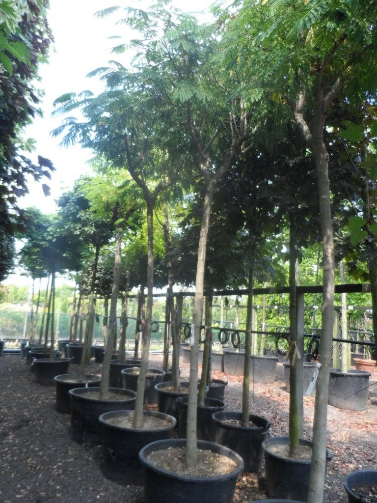 Perzische Slaapboom Op Stam (Albizia Julibrissin 'Ombrella' ) 6 Perzische Slaapboom Op Stam (Albizia Julibrissin 'Ombrella' ) - Afbeelding 4