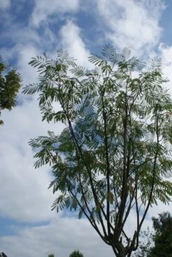 Perzische Slaapboom (Albizia Julibrissin 'Ombrella') -PlantenPracht Winkel albizia julibrissin ombrella 5