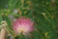Perzische Slaapboom (Albizia Julibrissin 'Ombrella') -PlantenPracht Winkel albizia julibrissin ombrella 7