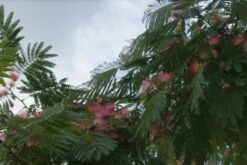 Perzische Slaapboom (Albizia Julibrissin 'Ombrella') -PlantenPracht Winkel albizia ombrella 10