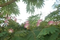 Perzische Slaapboom (Albizia Julibrissin 'Ombrella') -PlantenPracht Winkel albizia ombrella 11