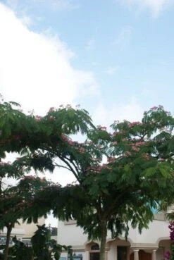 Perzische Slaapboom (Albizia Julibrissin 'Ombrella') -PlantenPracht Winkel albizia ombrella 13