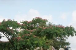 Perzische Slaapboom (Albizia Julibrissin 'Ombrella') -PlantenPracht Winkel albizia ombrella 7