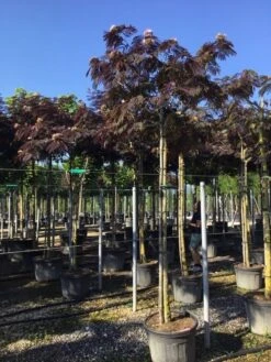 Perzische Slaapboom Als Boom (Albizia Julibrissin 'Summer Chocolate') 20 Perzische Slaapboom Als Boom (Albizia Julibrissin 'Summer Chocolate') -PlantenPracht Winkel albizia sumer chocolate 14 16 1