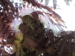 Perzische Slaapboom Als Boom (Albizia Julibrissin 'Summer Chocolate') 26 Perzische Slaapboom Als Boom (Albizia Julibrissin 'Summer Chocolate') -PlantenPracht Winkel albizia summer chocolate 1