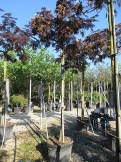 Perzische Slaapboom Als Boom (Albizia Julibrissin 'Summer Chocolate') 22 Perzische Slaapboom Als Boom (Albizia Julibrissin 'Summer Chocolate') -PlantenPracht Winkel albizia summer chocolate 3 1