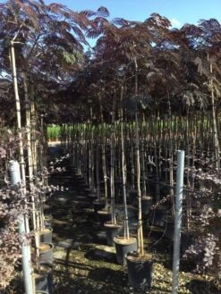 Perzische Slaapboom Als Boom (Albizia Julibrissin 'Summer Chocolate') -PlantenPracht Winkel albizia summer chocolate 6 8