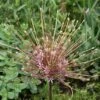 Sierui (Allium Schubertii) -PlantenPracht Winkel allium schubertii4