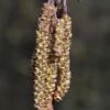 Zwarte Els, Bosplantsoen (Alnus Glutinosa) -PlantenPracht Winkel alnus glutinosa 01