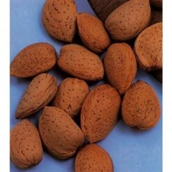 Amandelboom (Prunus Dulcis) 15 Amandelboom (Prunus Dulcis) -PlantenPracht Winkel amandelboom prunus dulcis robijn prunus dulcis robijn amandel 8f2 1