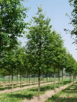 Krentenboom (Amelanchier Arborea 'Robin Hill') 9 Krentenboom (Amelanchier Arborea 'Robin Hill') -PlantenPracht Winkel amelanchier arborea robin hill 25 30 oc 2 2