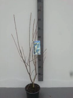 Krentenboom (Amelanchier Laevis 'Ballerina') 9 Krentenboom (Amelanchier Laevis 'Ballerina') -PlantenPracht Winkel amelanchier ballerina