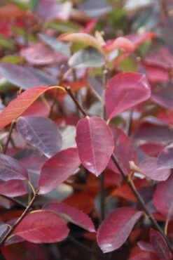 Krentenboom (Amelanchier Laevis 'Ballerina') 7 Krentenboom (Amelanchier Laevis 'Ballerina') -PlantenPracht Winkel amelanchier ballerina 2