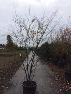 Krentenboom Als Struik (Amelanchier Lamarckii) -PlantenPracht Winkel amelanchier lamarckii 1