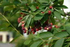 Krent Als Boom (Amelanchier Lamarckii) -PlantenPracht Winkel amelanchier lamarckii bessen 2