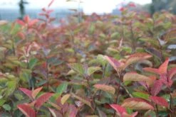 Krentenboom Als Struik (Amelanchier Lamarckii) -PlantenPracht Winkel amelanchier lamarckii 2 1 2