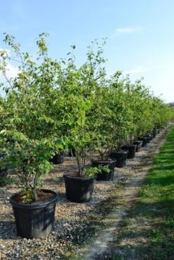 Meerstammige Krentenboom (Amelanchier Lamarckii) -PlantenPracht Winkel amelanchierlammarckii01