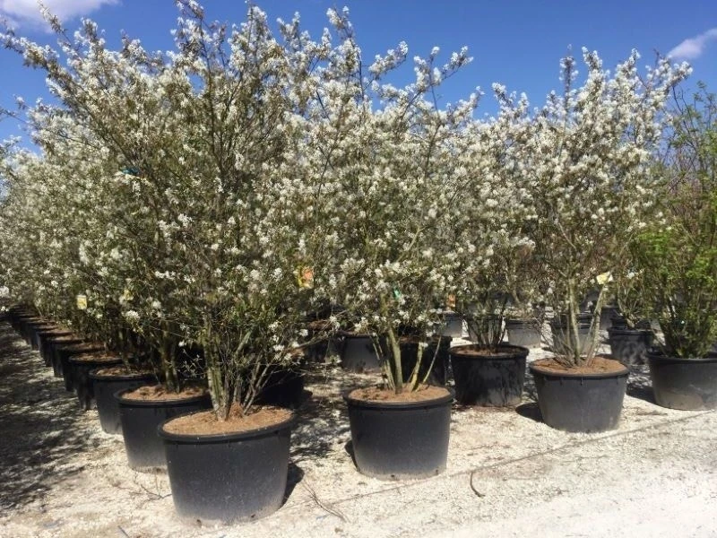 Meerstammige Krentenboom (Amelanchier Lamarckii) 3 Meerstammige Krentenboom (Amelanchier Lamarckii)