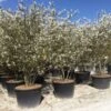 Meerstammige Krentenboom (Amelanchier Lamarckii) -PlantenPracht Winkel amelanchierlammarckii02 3